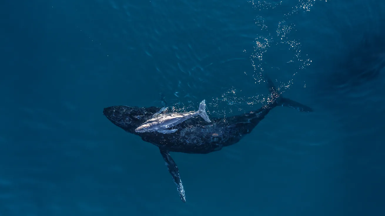 A humpback whale swims with a newborn calf in Los Cabos, Baja California Sur, Mexico.