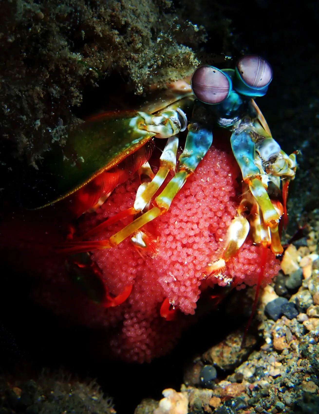 A rainbow-hued mantis shrimp diligently protects its precious eggs.
