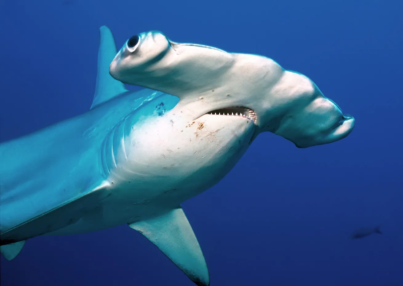 hammerhead shark