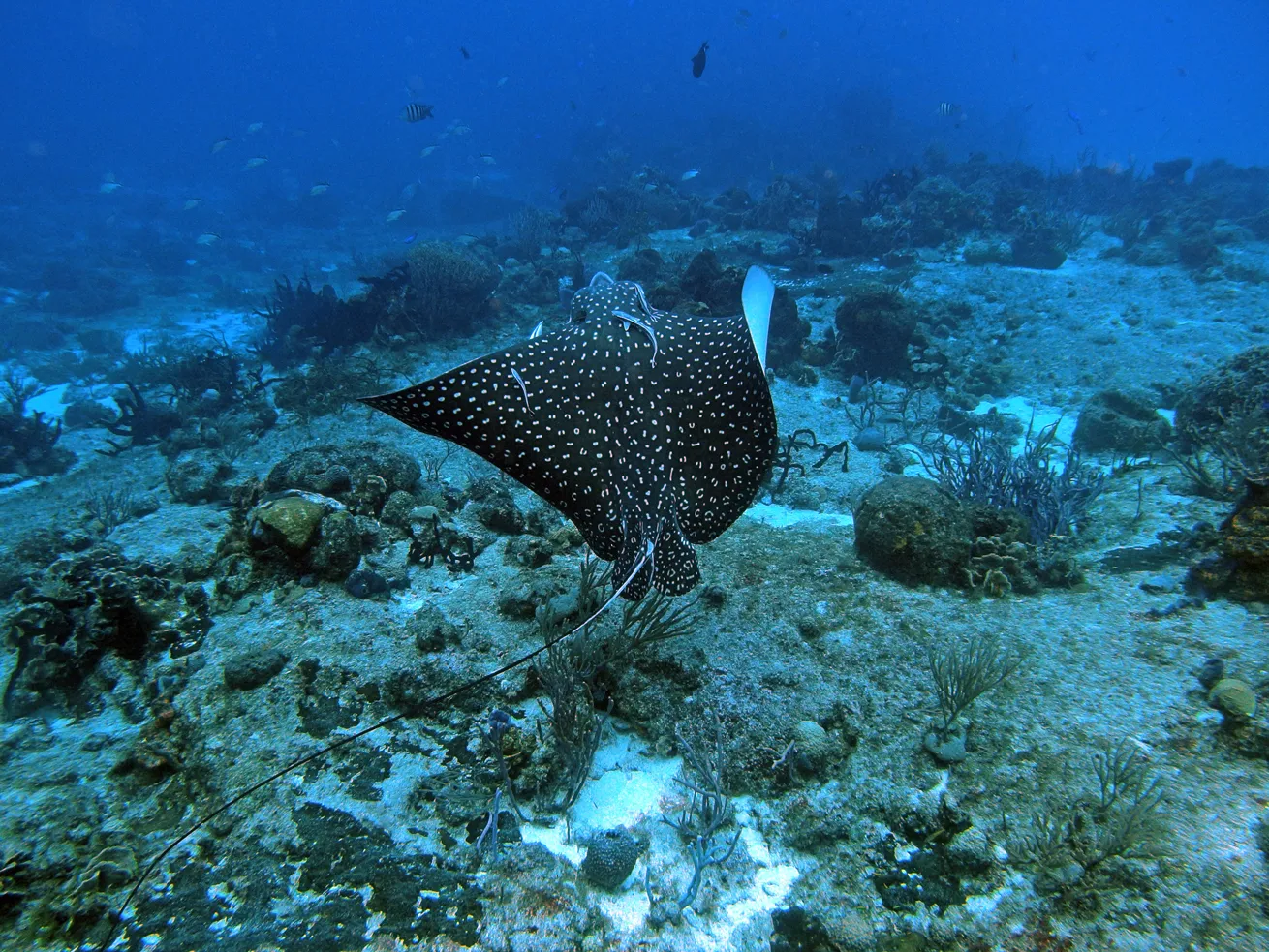 November is one of the best months to encounter spotted eagle rays off Cozumel.