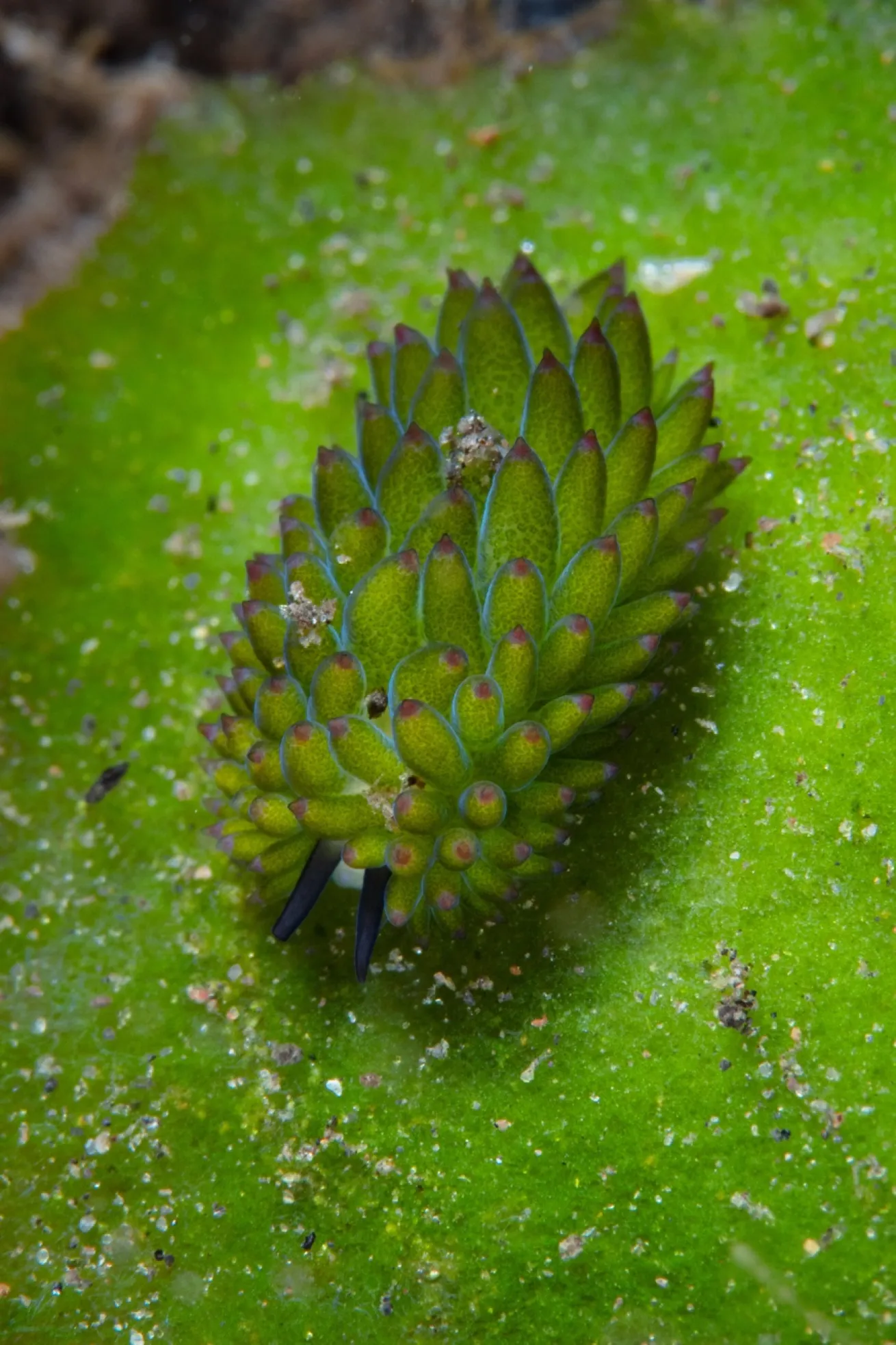 All nudibranchs are sea slugs, but not all sea slugs are nudibranchs. Here, a tiny sea slug known as the Shaun the Sheep nudibranch (Costasiella kuroshimae) crawls on algae. This species uses photosynthesis to convert chloroplasts from the plants it eats into energy.