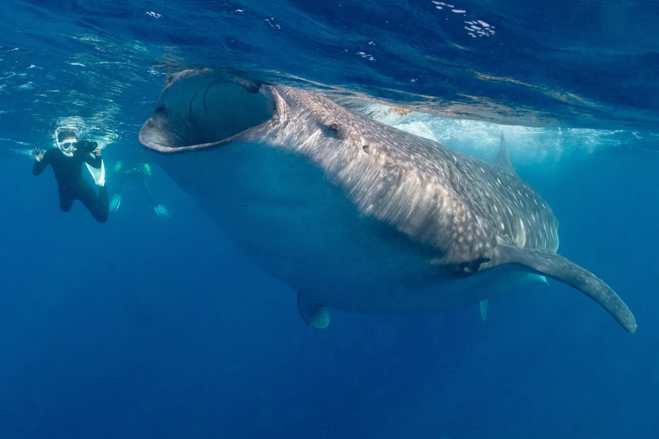 whale shark feeding with a snorkel next to it