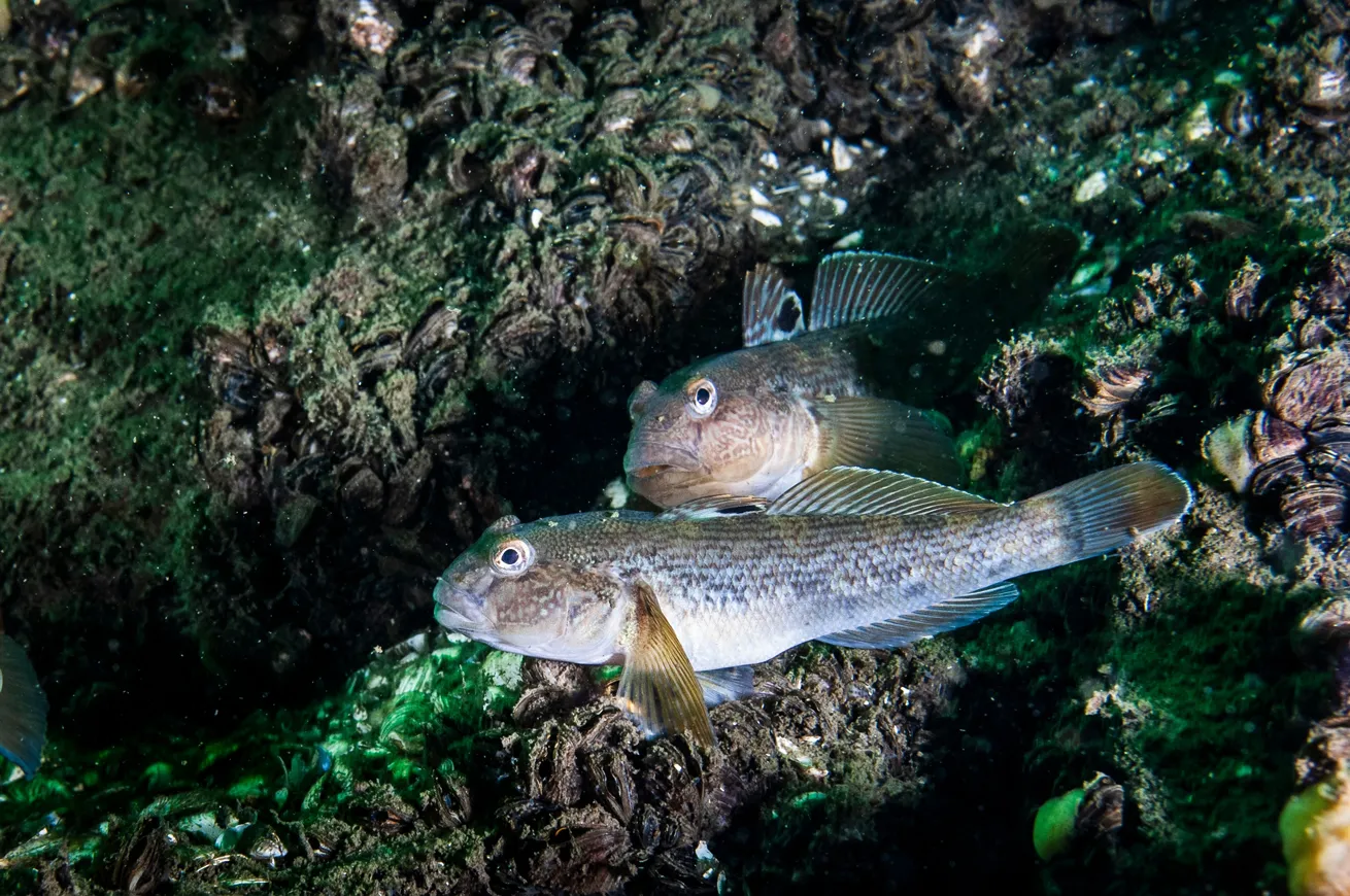 Round gobies may be invasive to the Great Lakes, but they aren’t camera-shy.
