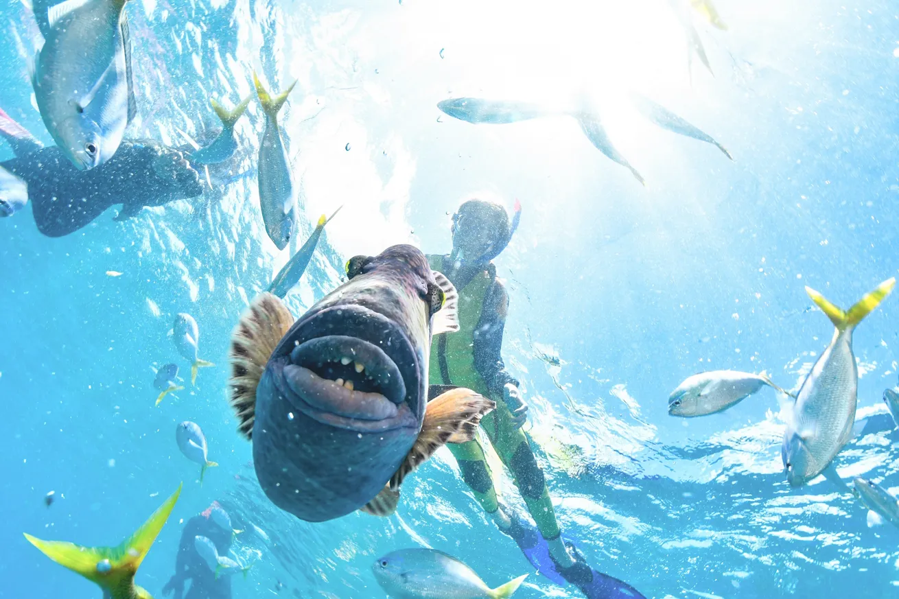 a triggerfish with kid swimming behind