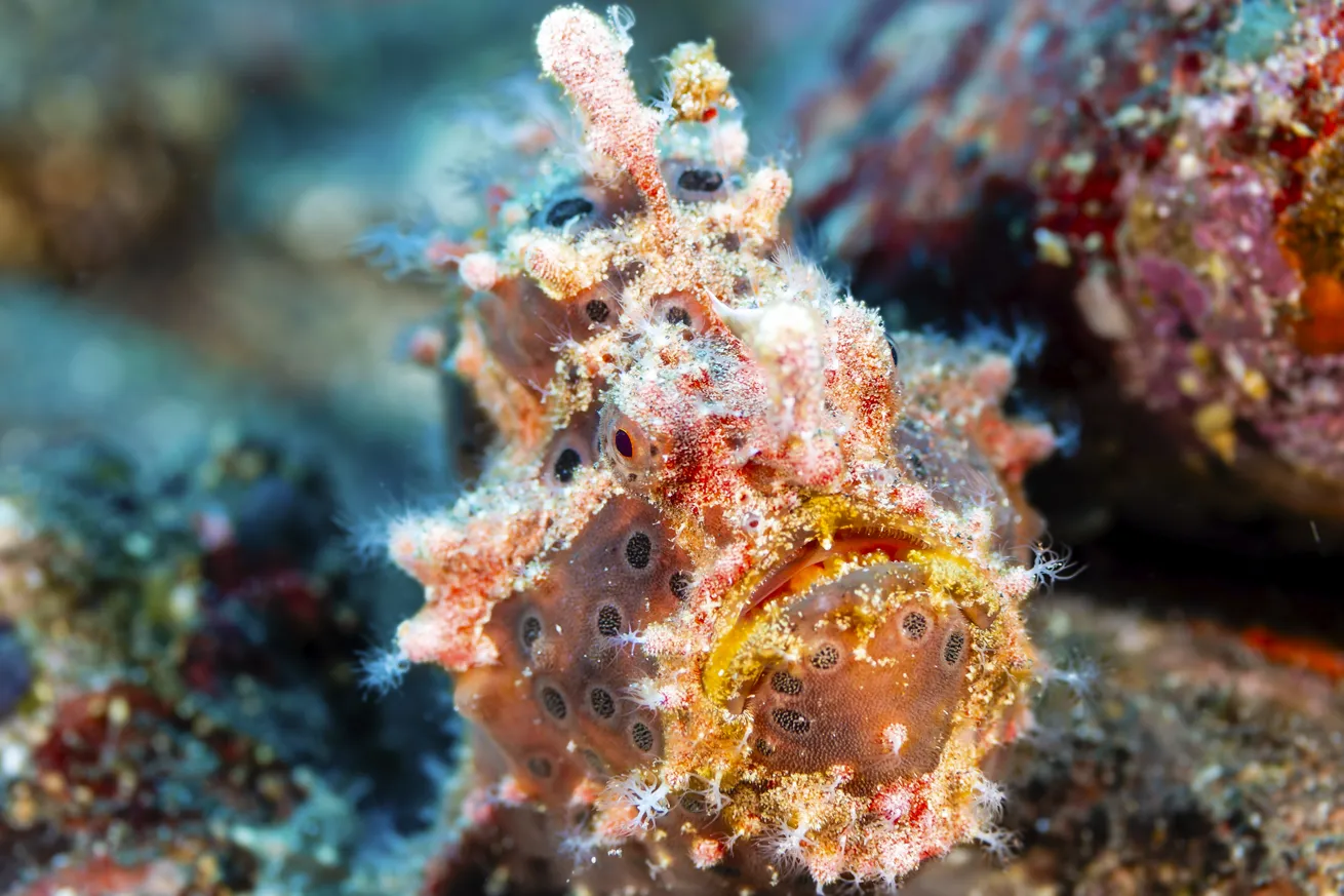 A master of camouflage, the painted frogfish is covered in spots that help it blend with sponges.