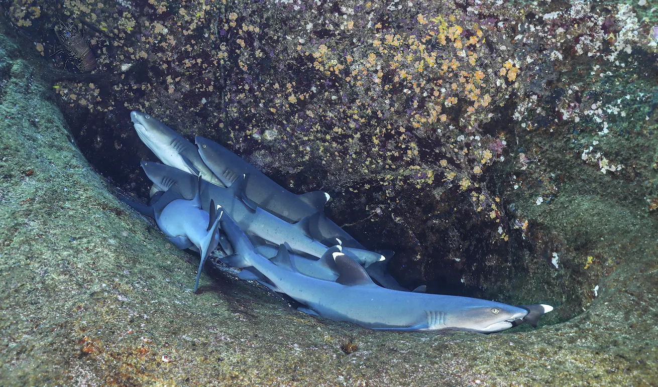 Whitetip reef sharks at Cave of the Sleeping Sharks in Cozumel.