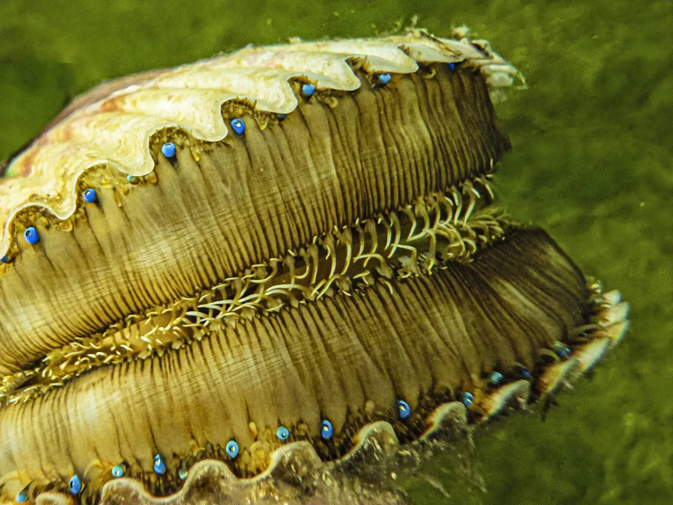 Scallop underwater 