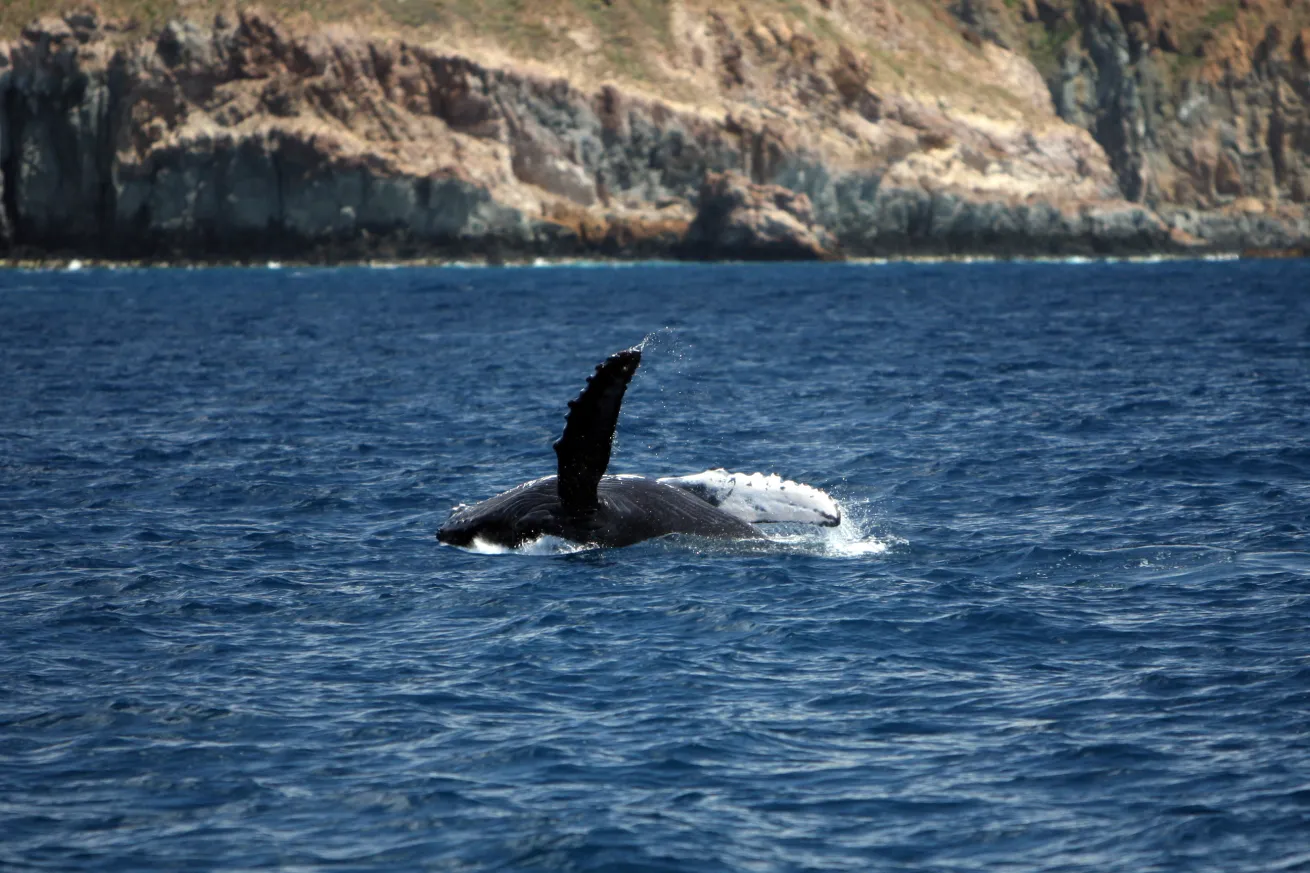 A young humpback whale breaches near Socorro.