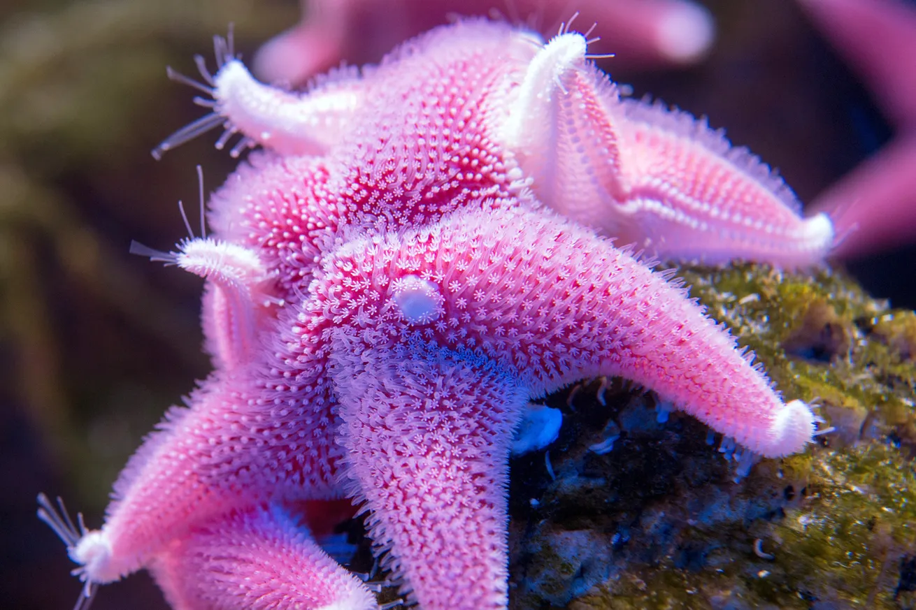 Antarctic waters are surprisingly colorful, dotted with wildlife such as cushion sea stars.