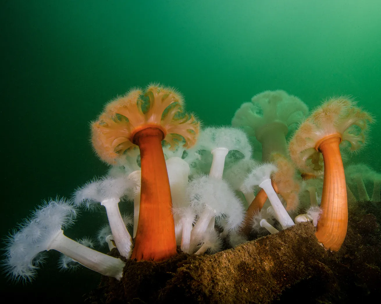 Feathery plumose anemones flourish at a dive site in Washington’s Puget Sound.