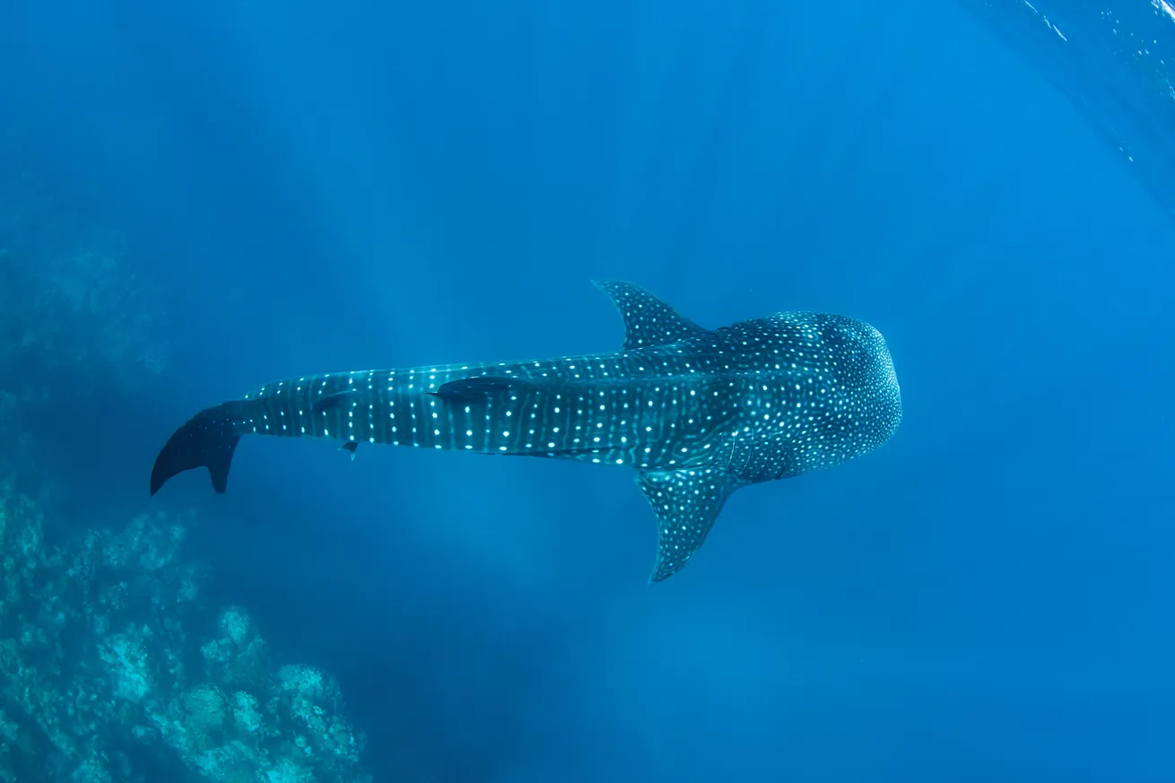 A whale shark (Rhincodon typus) searches for plankton to feed on.