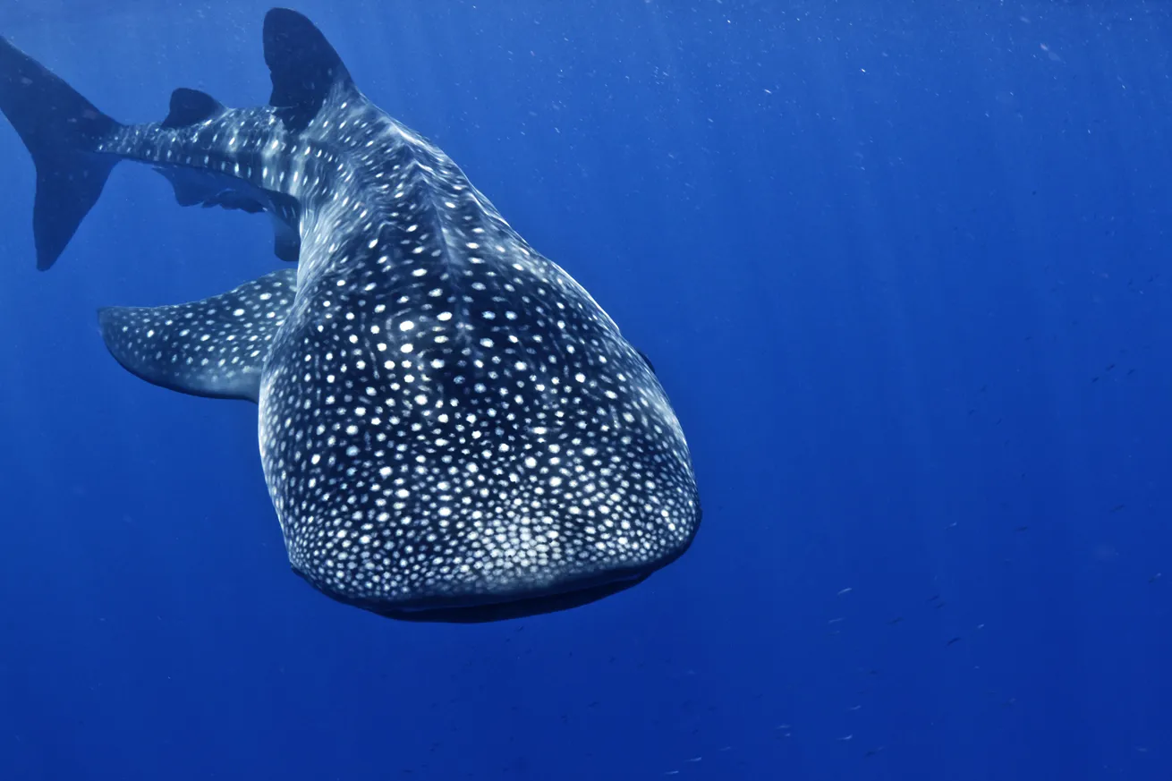 whale shark utila