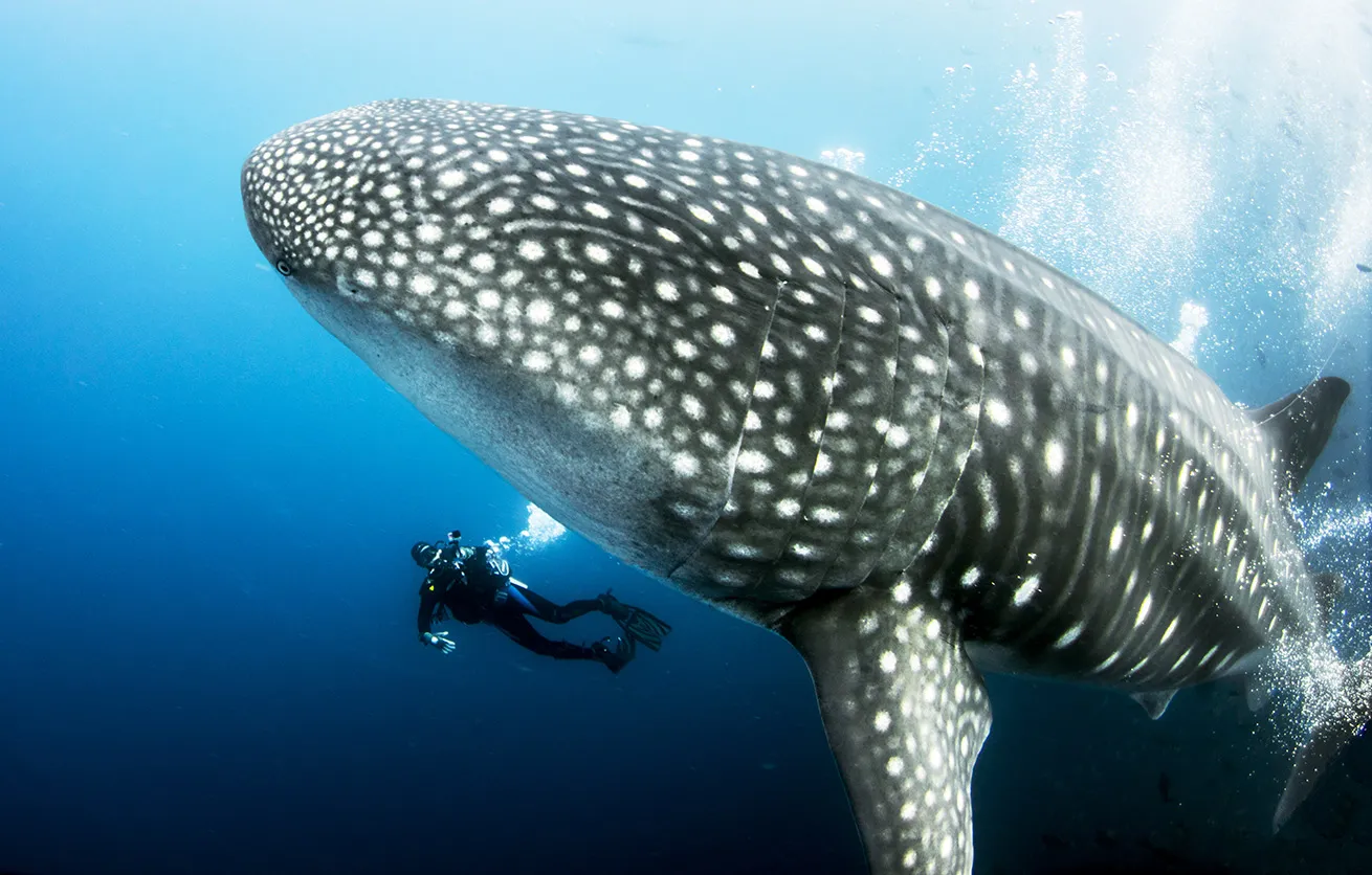 a diver swims next to a whale shark in galapagos island