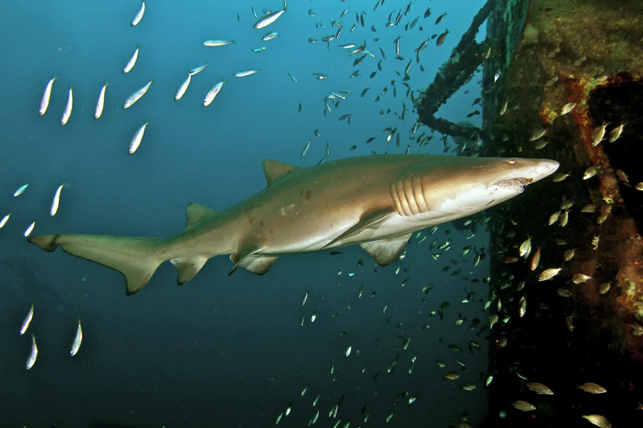 Sand tiger sharks can be found patrolling wrecks.