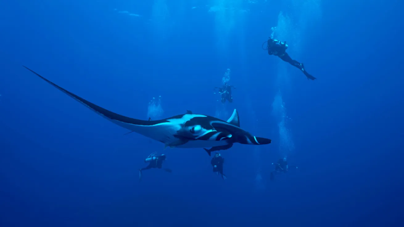 socorro island manta ray