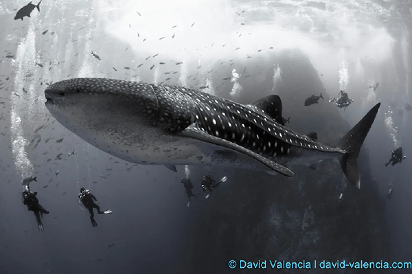 Socorro Islands scuba diving
