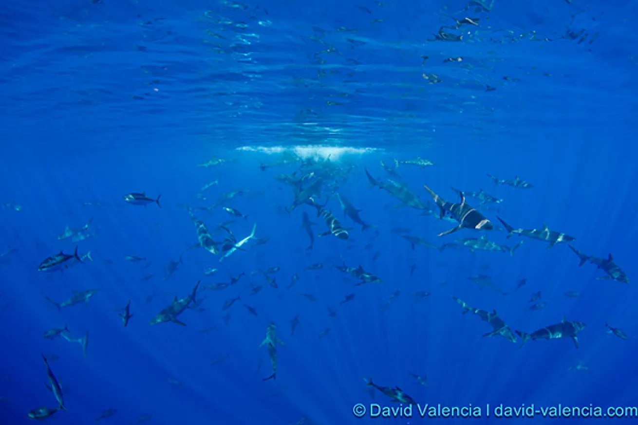 Socorro Islands scuba diving