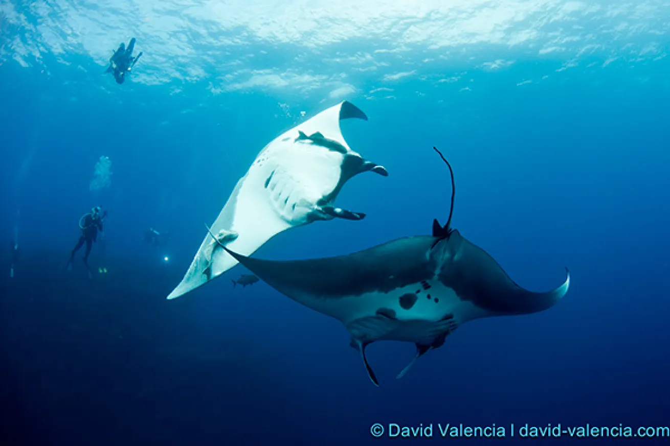 Socorro Islands scuba diving manta ray