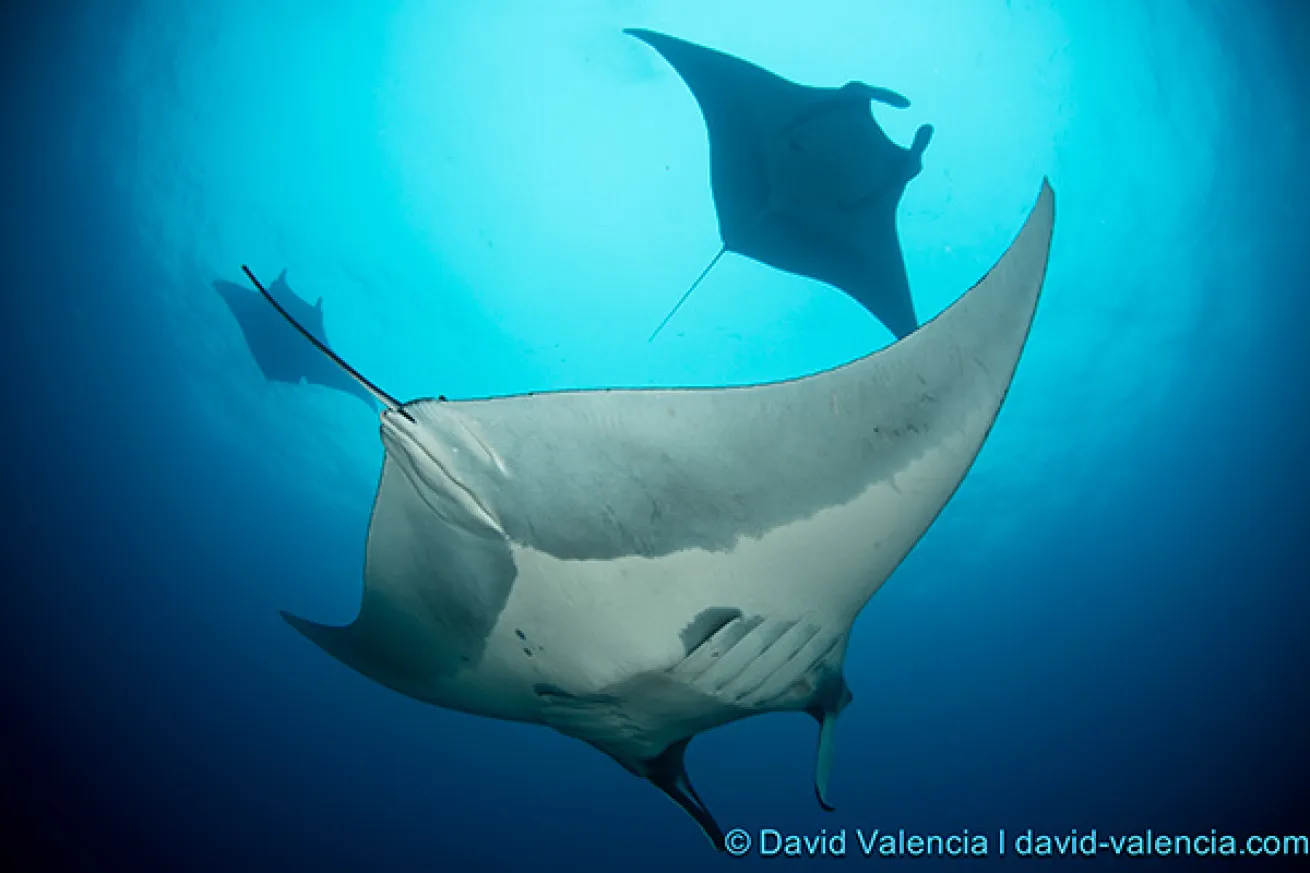 manta ray scuba diving