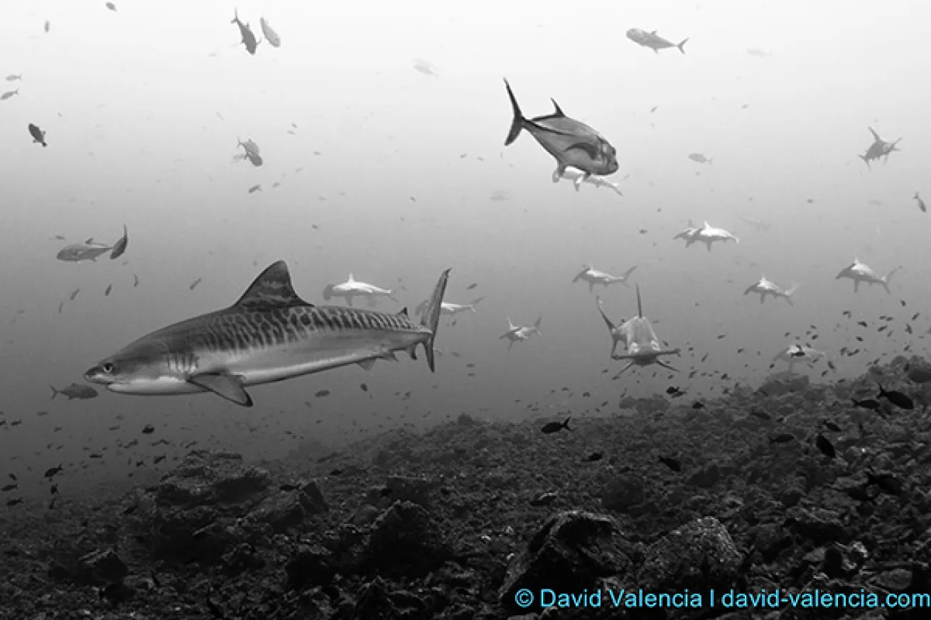 Socorro Islands scuba diving