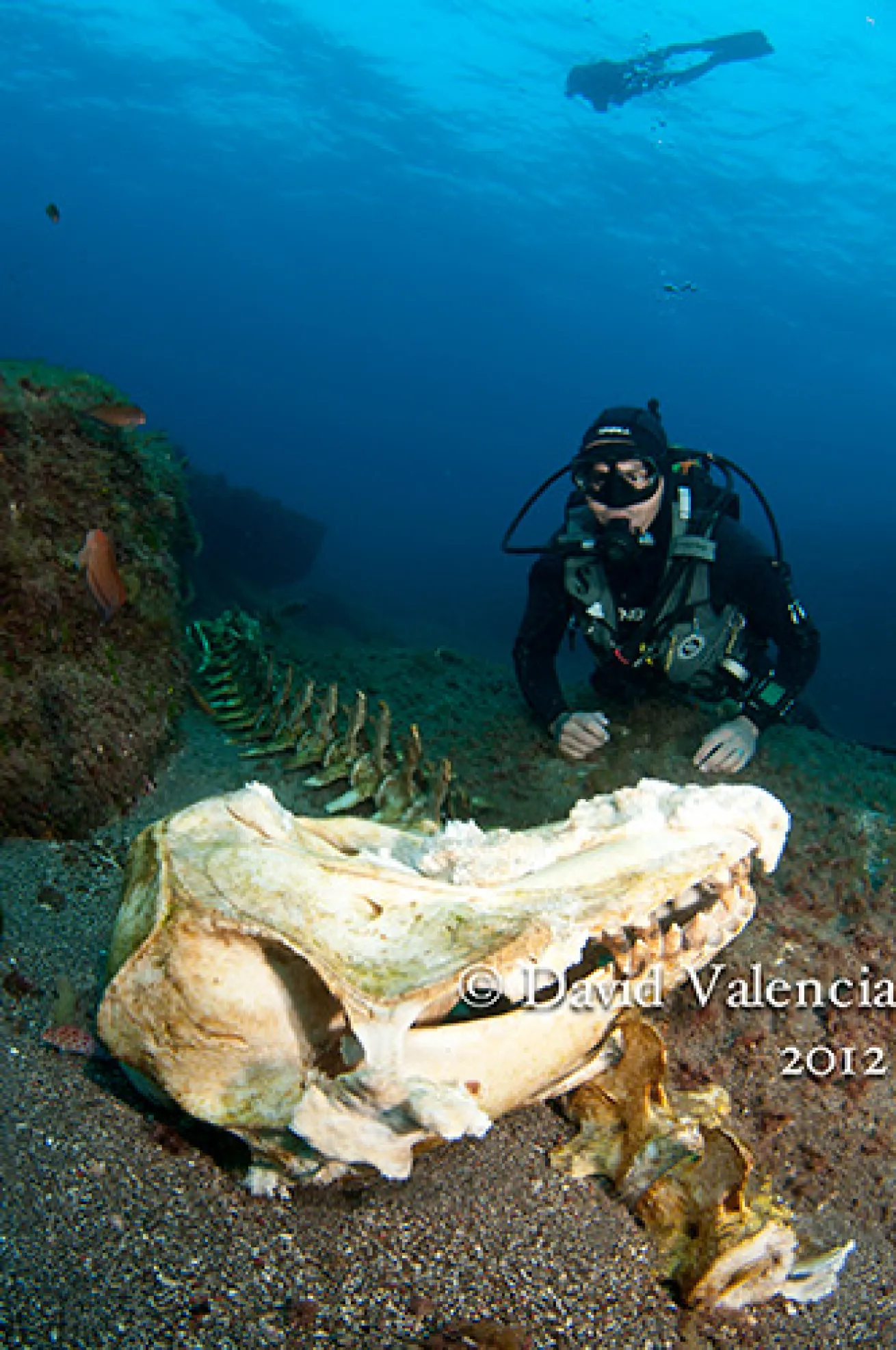 Socorro Islands scuba diving