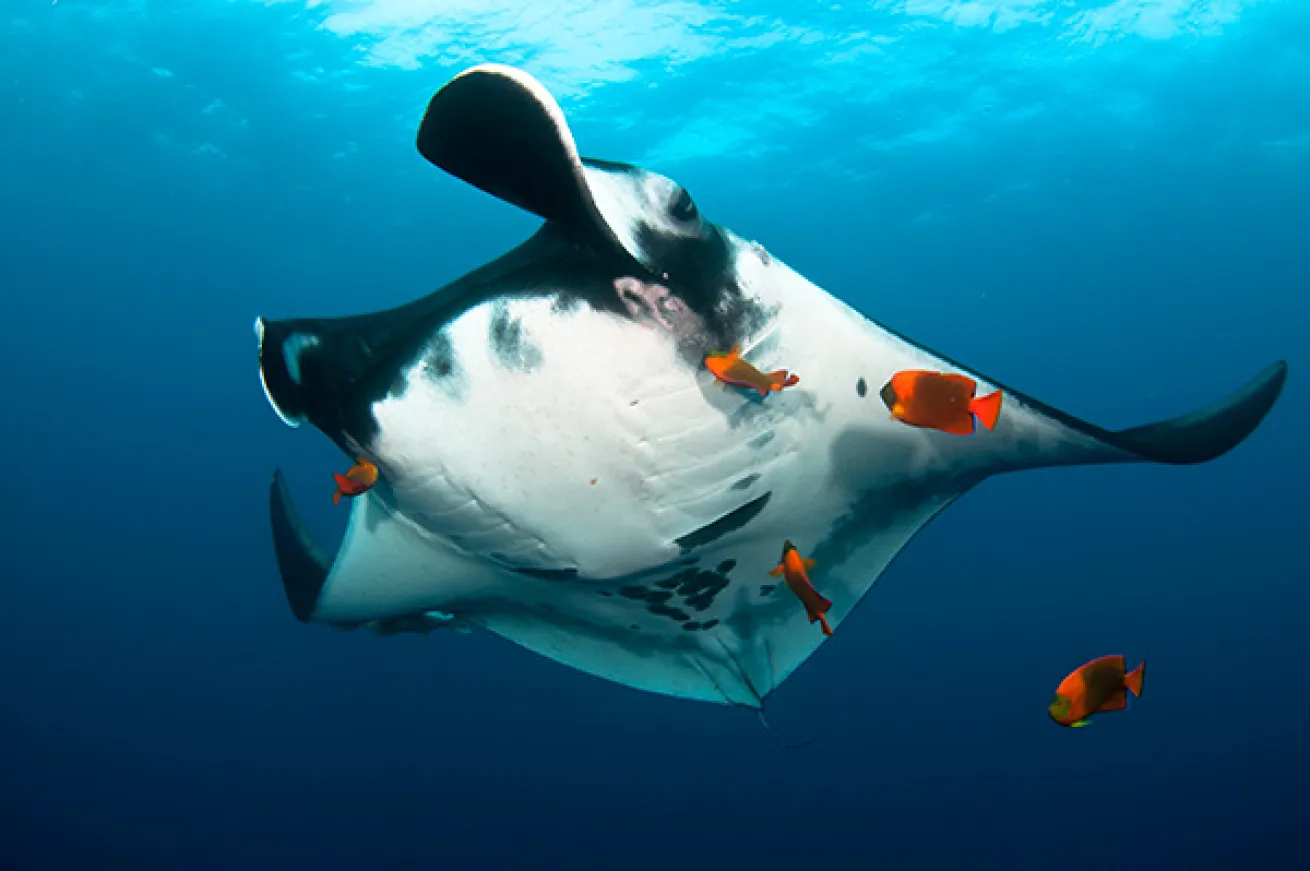 Socorro Islands scuba diving
