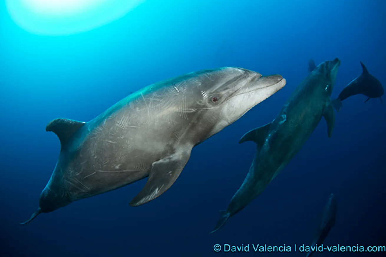 dolphins socorros