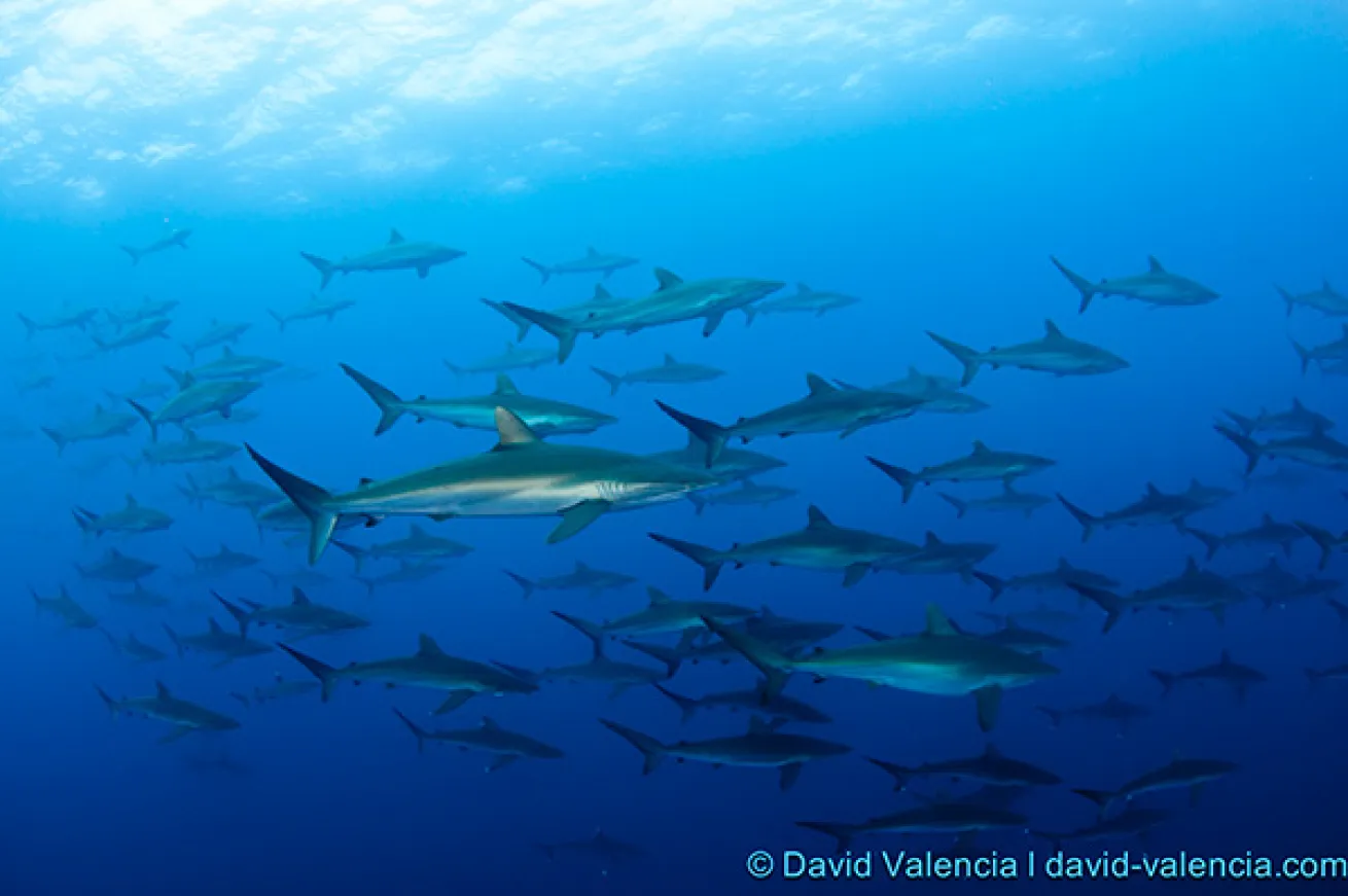 Socorro Islands scuba diving