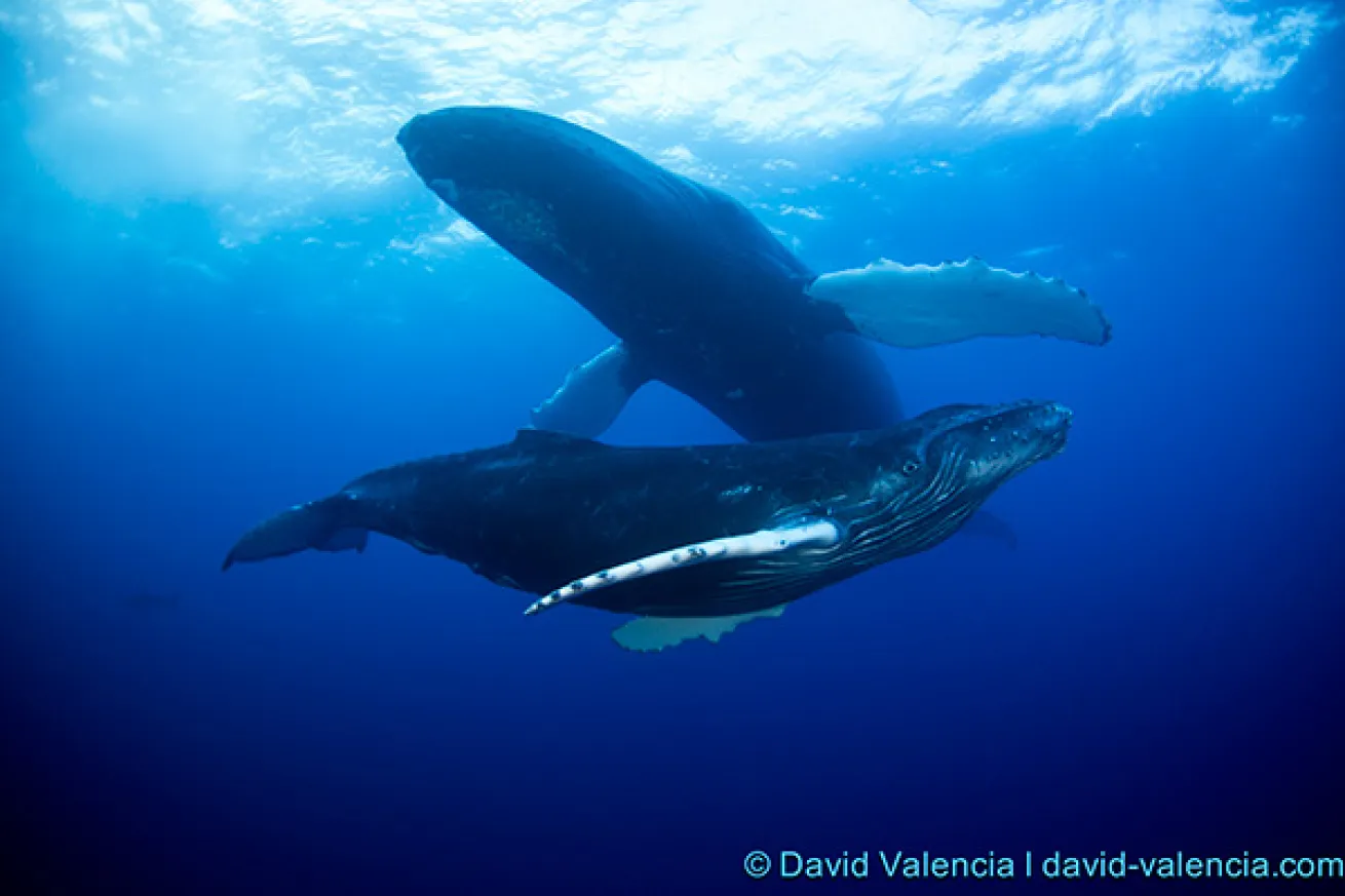 Socorro Islands scuba diving