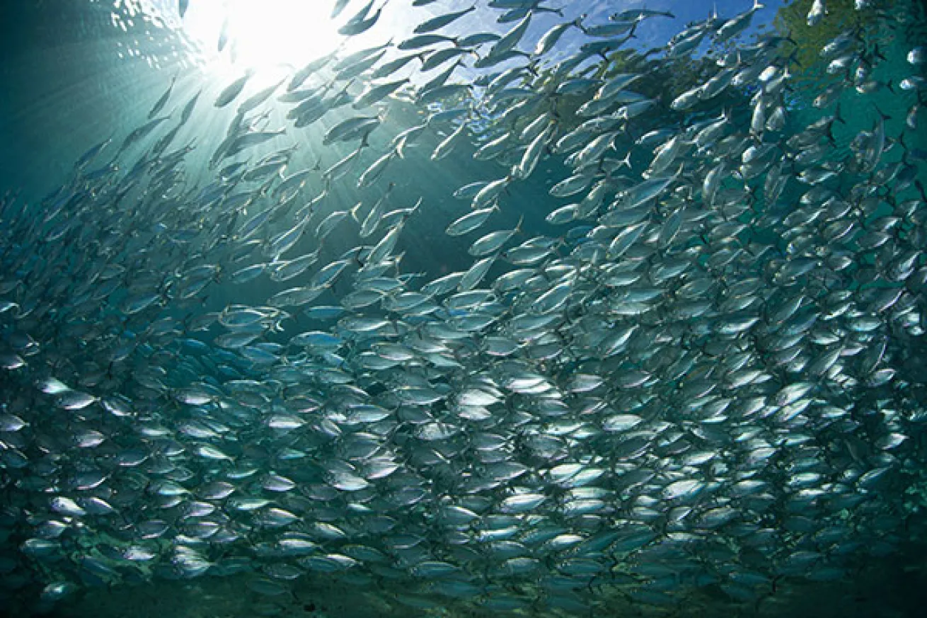 Schooling Scad at Maravaghi Bay