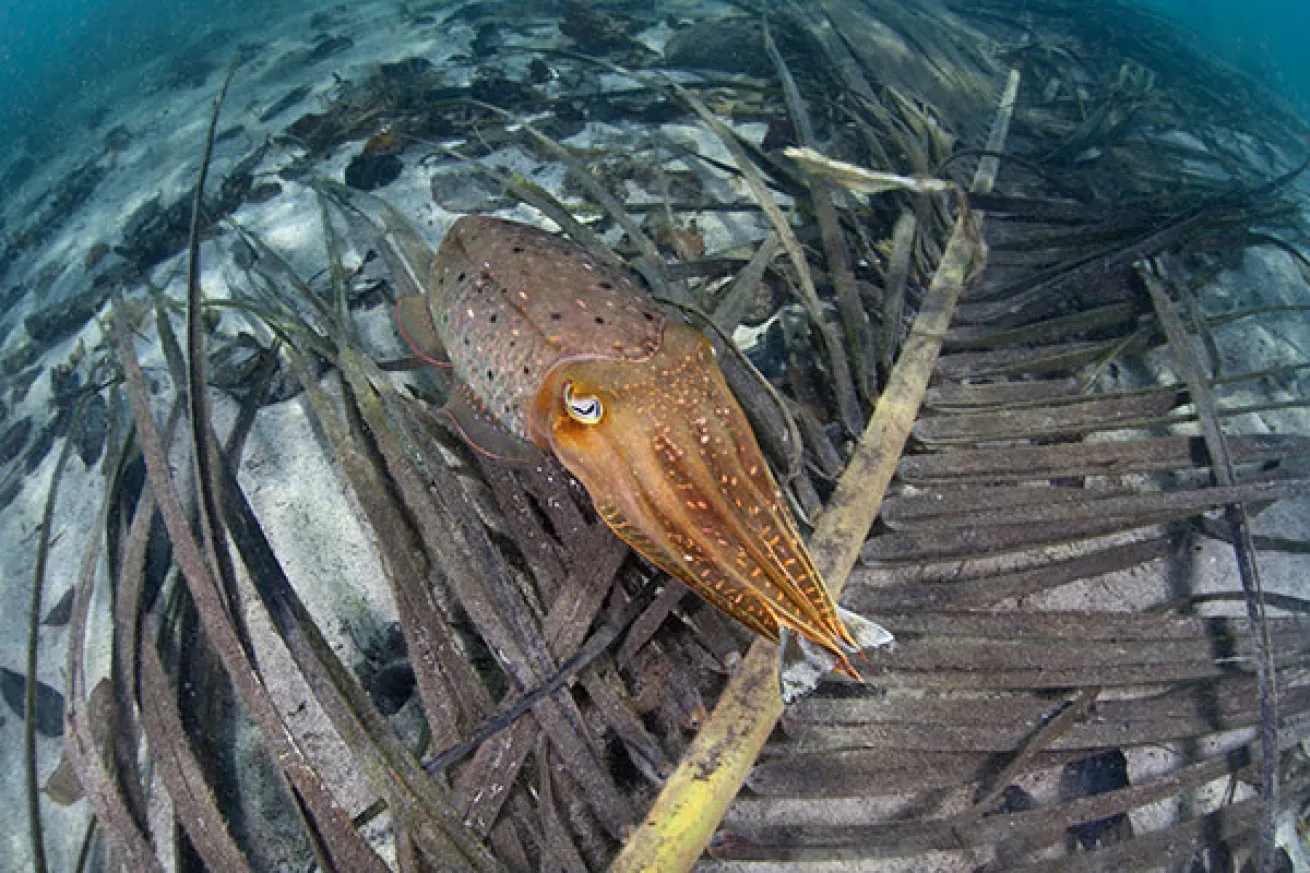 Cuttlefish