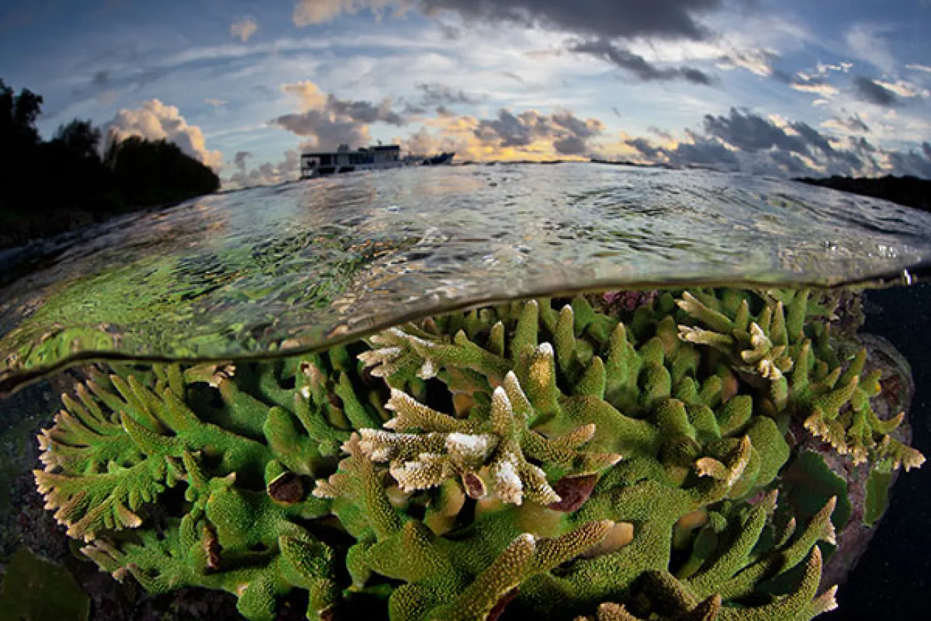 Solomon Islands' Coral Reef