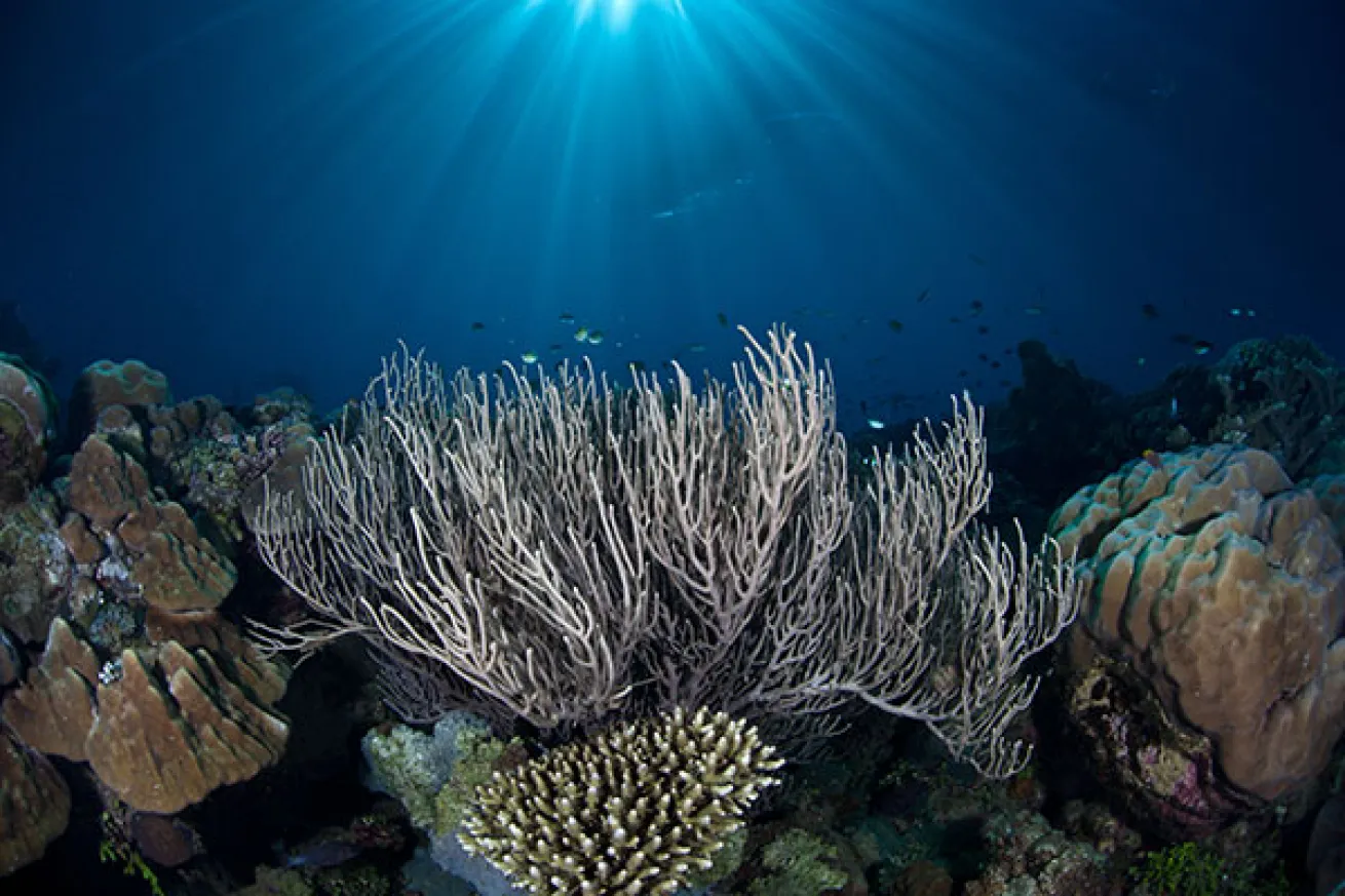 Corals on Mary Island Reef