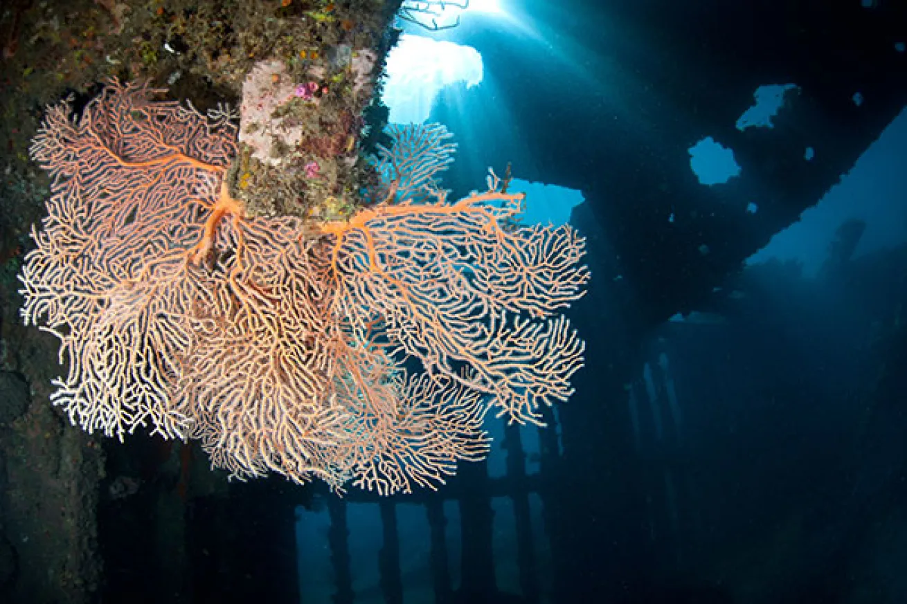 Gorgonian on a Wreck