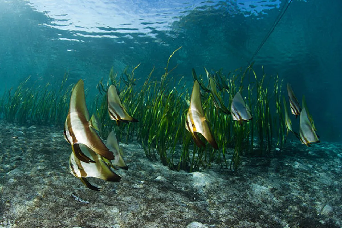 Spadefish