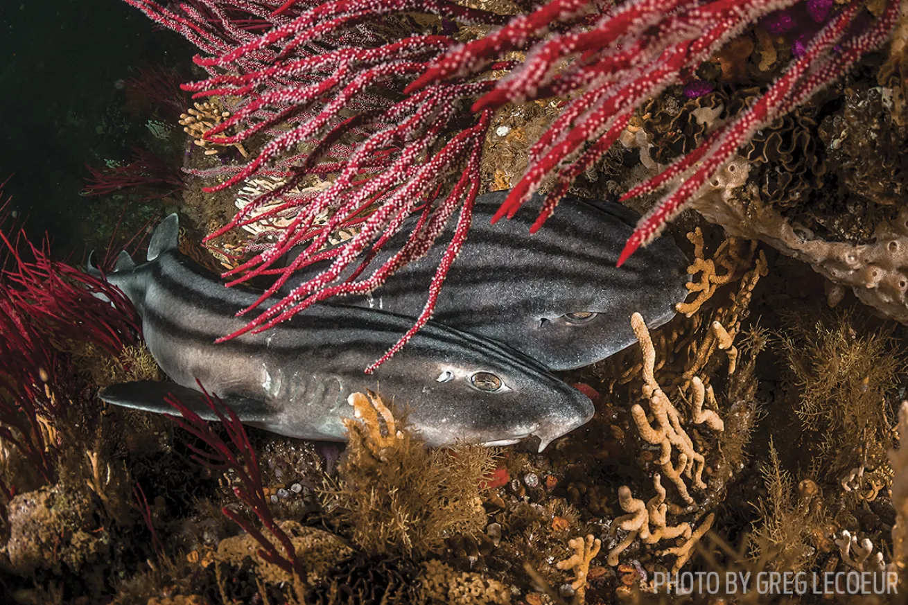 pyjama catshark South Africa scuba diving