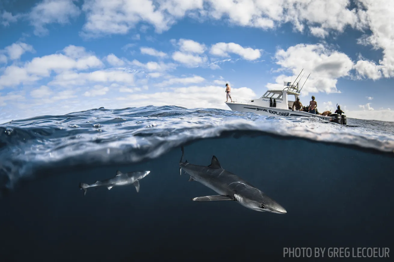 South Africa scuba diving sharks