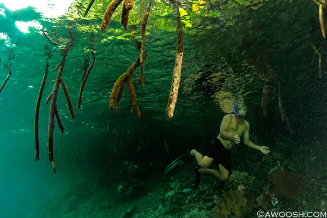 Raja Ampat underwater photography 
