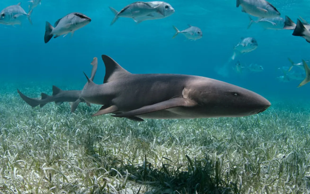 Atlantic nurse sharks peruse the waters
