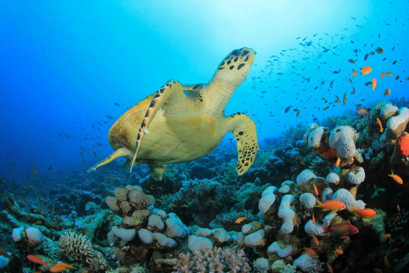 scuba diving grenadines sea turtles