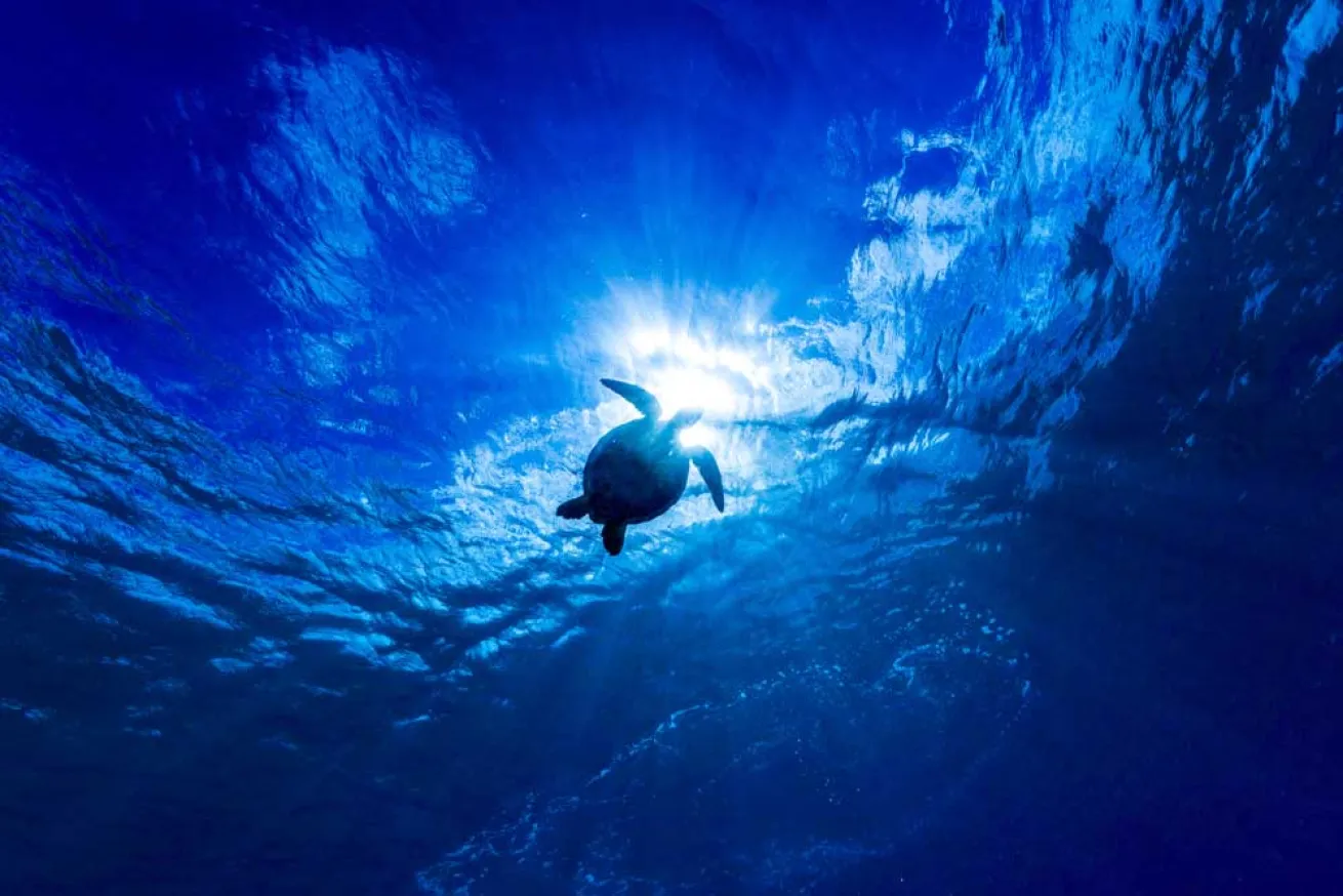 scuba diving mexico