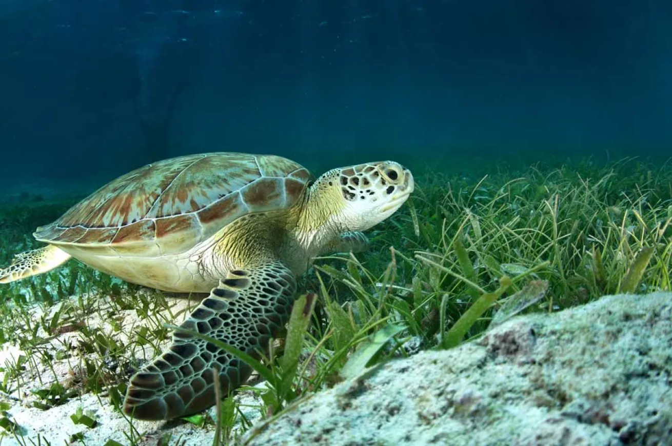scuba diving belize