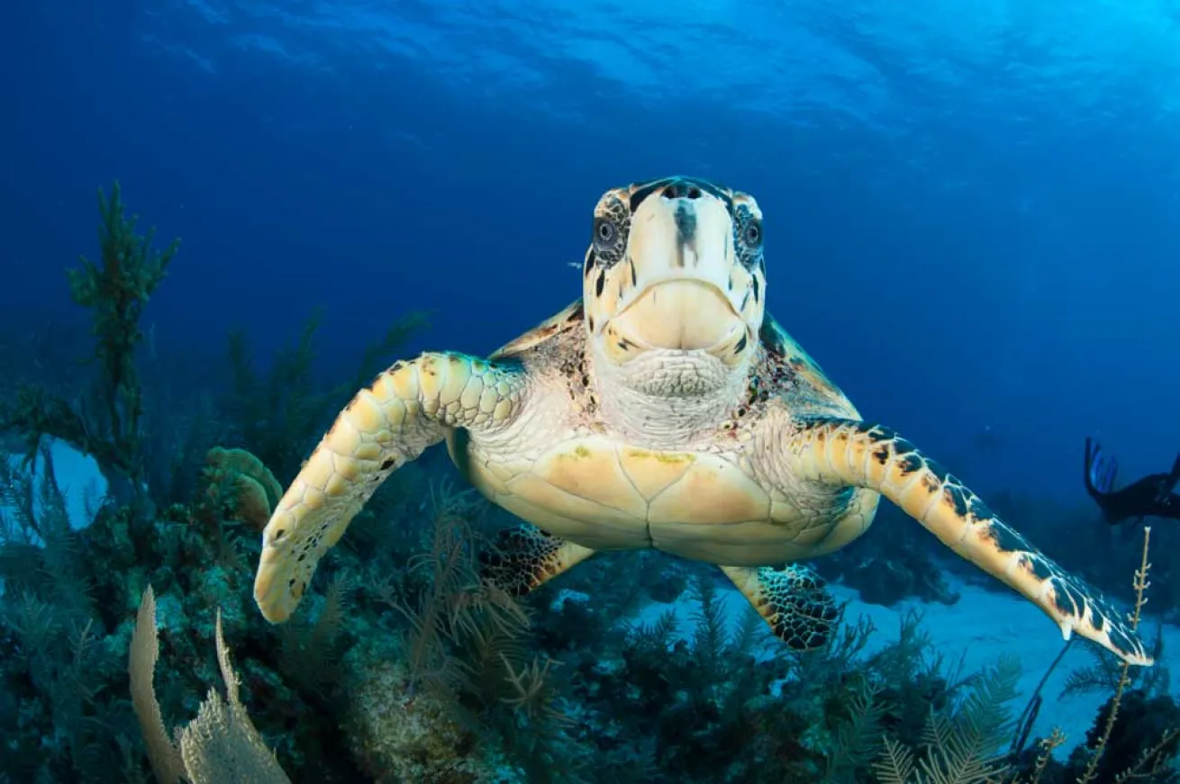 scuba diving sea turtles cayman islands