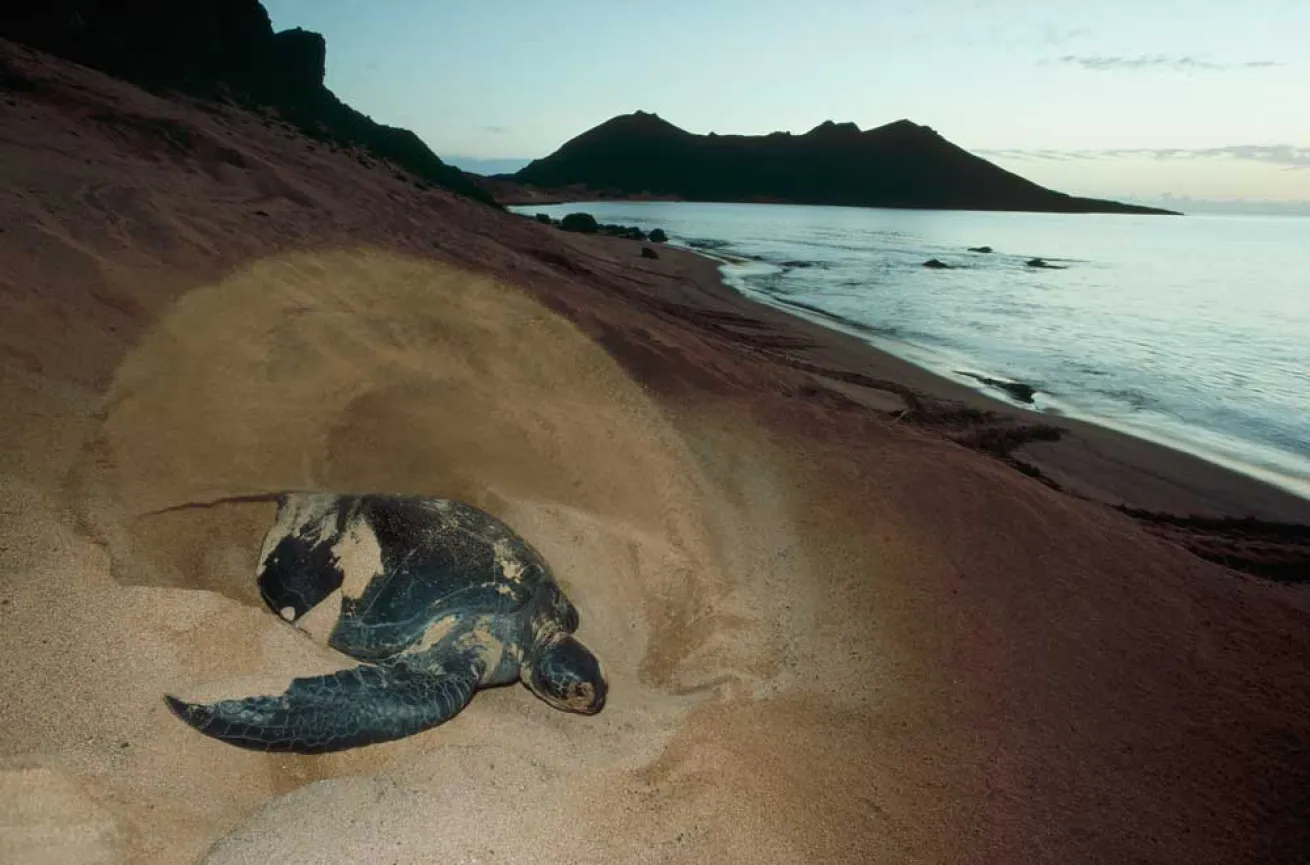 scuba diving galapagos sea turtles