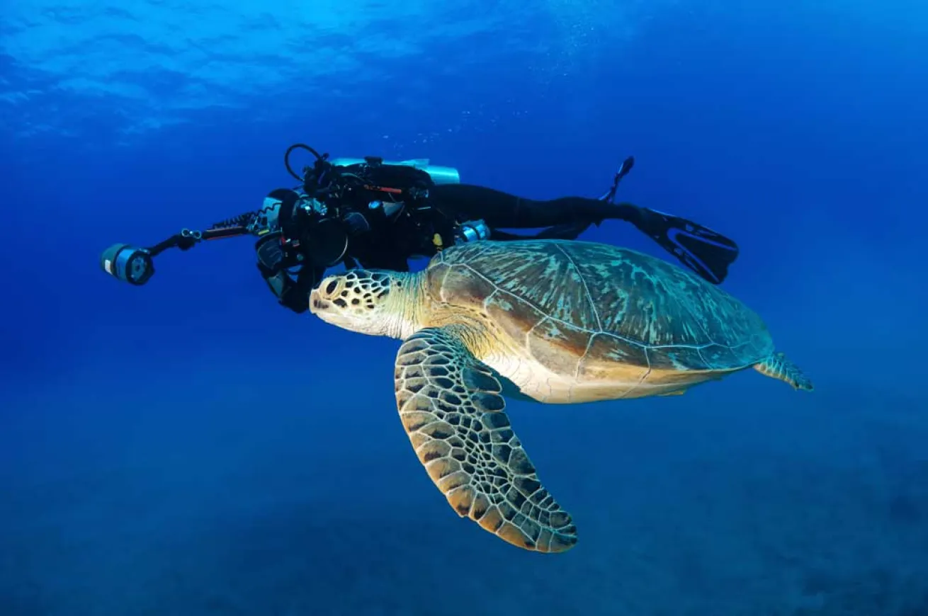 scuba diving oahu hawaii sea turtles
