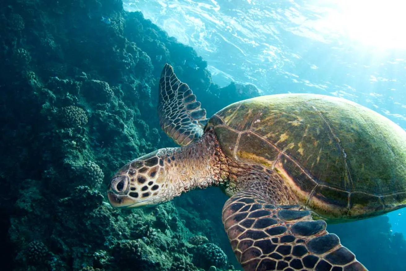 scuba diving cook islands sea turtles