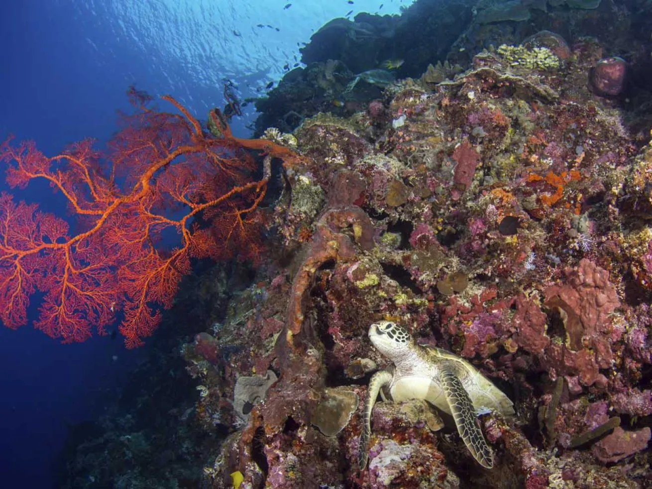 scuba diving indonesia