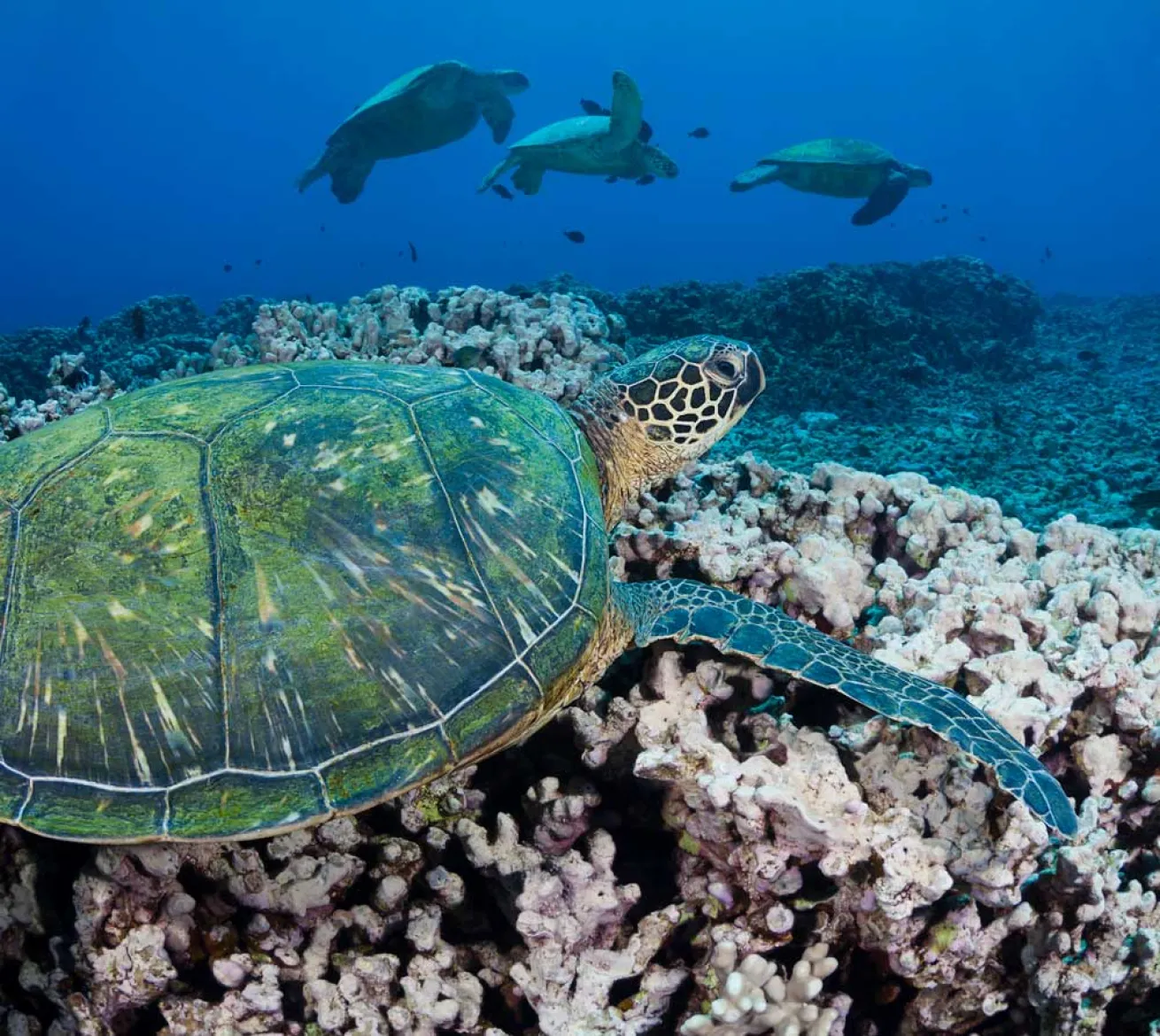 scuba diving sea turtles