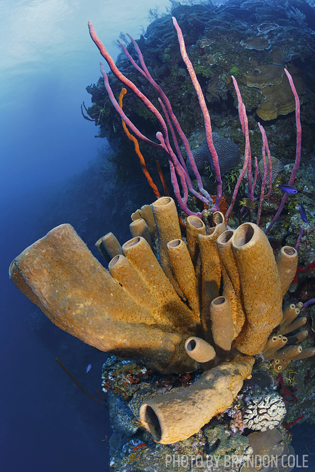 grand cayman scuba diving