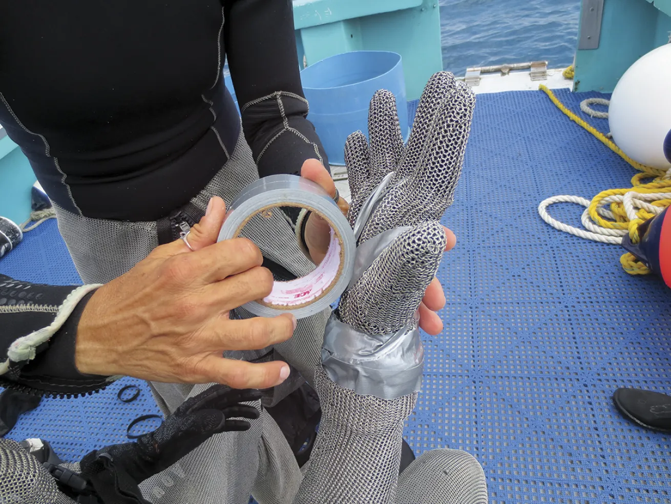 cristina zenato dives with sharks in bahamas 